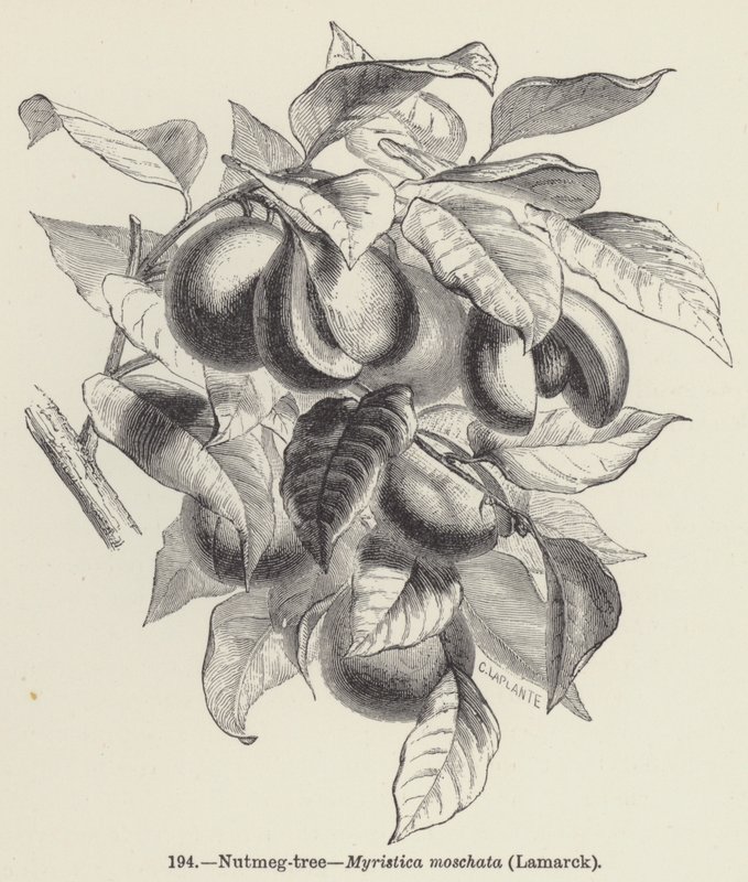 Gałka muszkatołowa, Myristica moschata, Lamarck (grawerunek) autorstwa European School