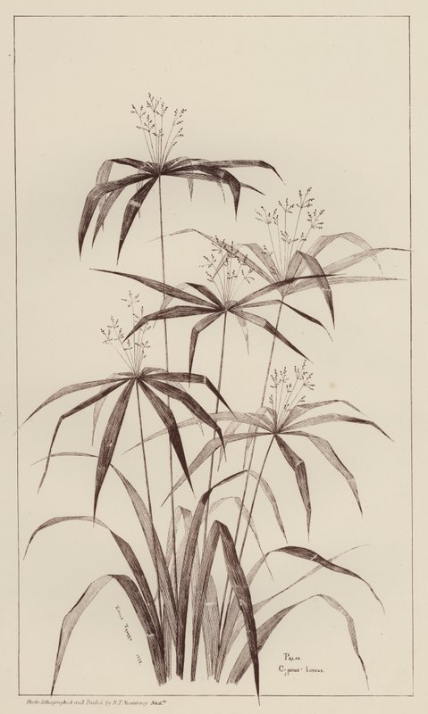 Palma Cyperus Luscus (litho) autorstwa European School