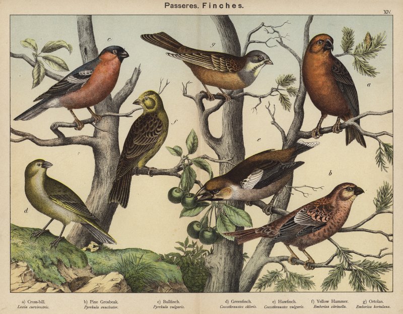 Passeres, Finches (kolorowa litografia) autorstwa European School