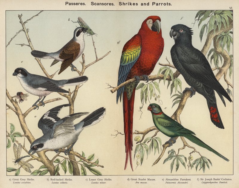 Passeres, Scansores, Shrikes i Parrots (kolorowa litografia) autorstwa European School