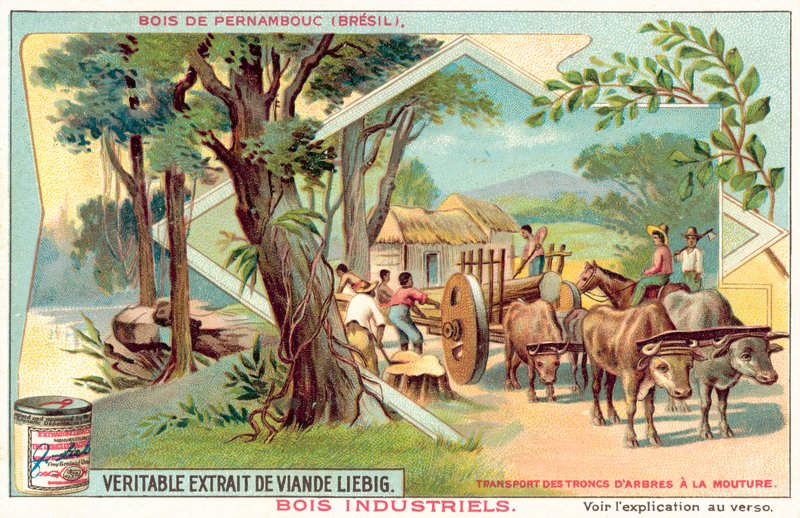 Drzewo Pernambuco (chromolitho) autorstwa European School