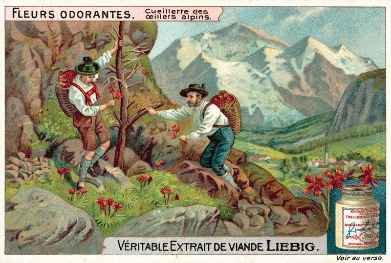 Zbieranie goździka alpejskiego (chromolitho) autorstwa European School