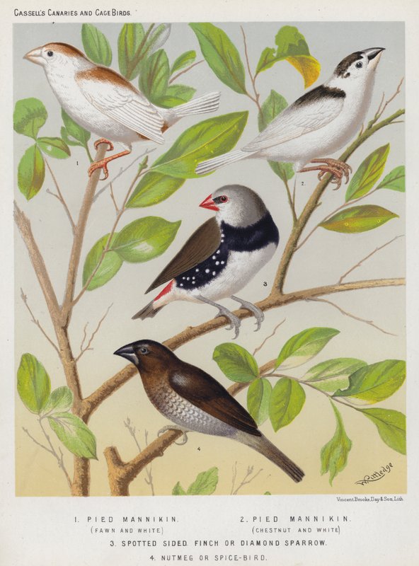 Srokaty manekin, płowy i biały, kasztanowo-biały, zięba cętkowana lub wróbel diamentowy, gałka muszkatołowa lub spice-bird (kolor litho) autorstwa European School