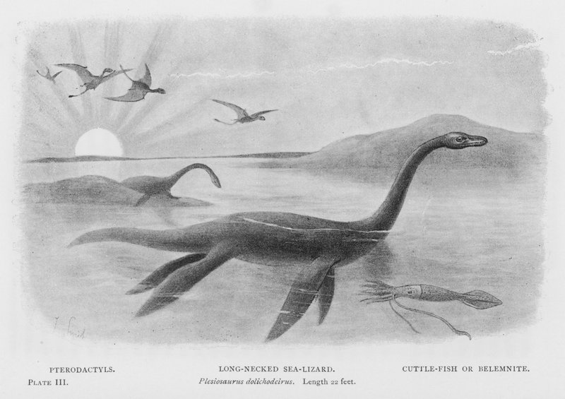 Pterodaktyle, długoszyja jaszczurka morska, Plesiosaurus dolichodeirus, długość 22 stopy, mątwa lub belemnit (lito) autorstwa European School