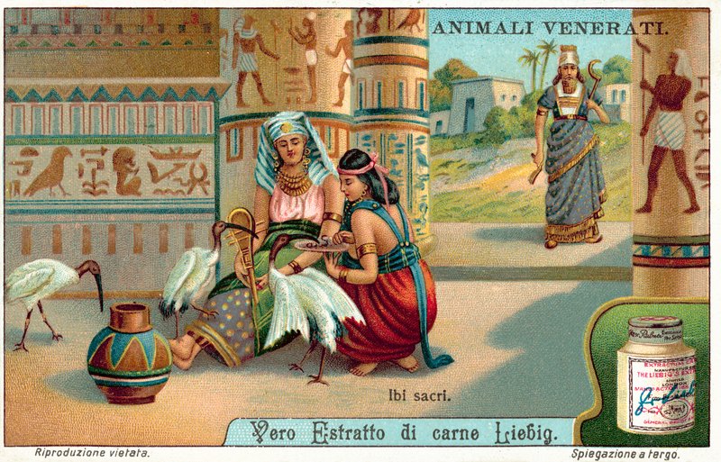 Święty ibis w starożytnym Egipcie (chromolitho) autorstwa European School