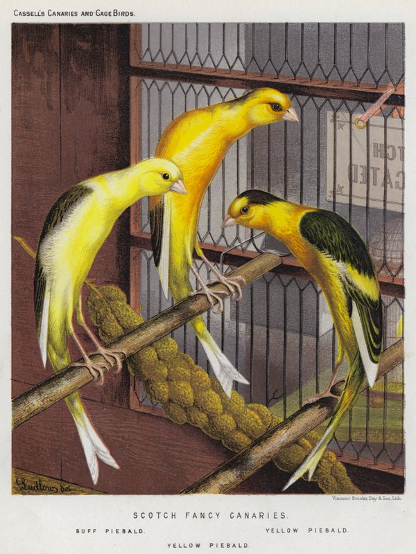 Scotch Fancy Canaries, Buff Piebald, Yellow Piebald (kolorowa litografia) autorstwa European School
