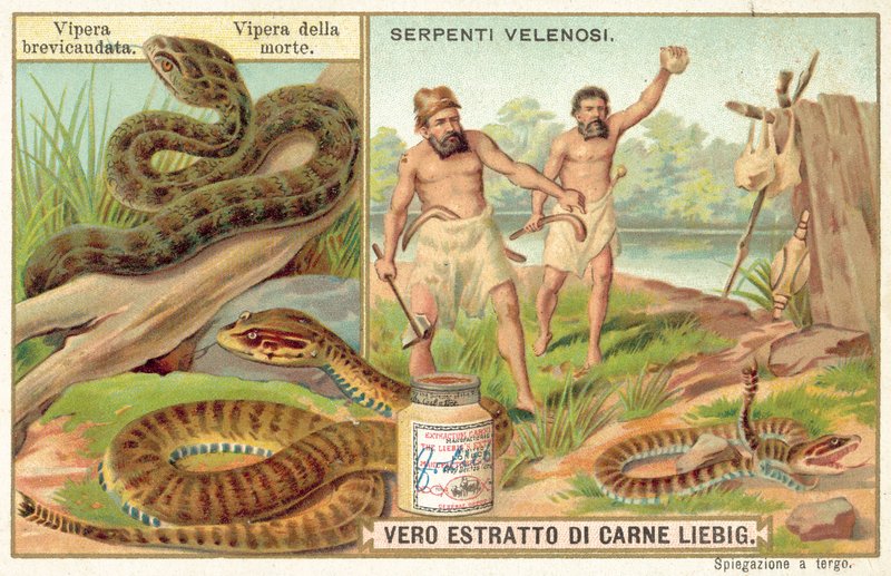 Żmija krótkoogoniasta i żmija pospolita (chromolitho) autorstwa European School