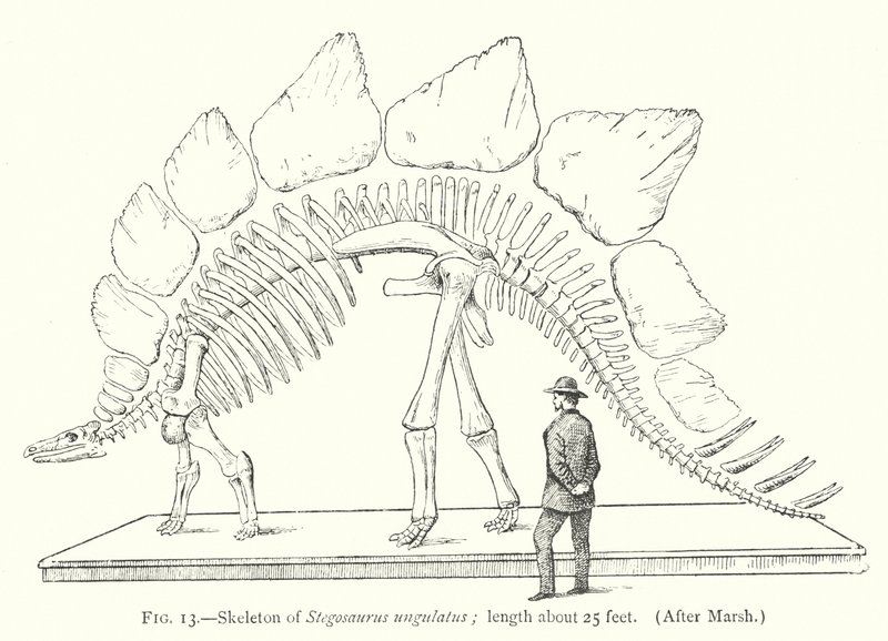 Szkielet Stegosaurus ungulatus (lito) autorstwa European School