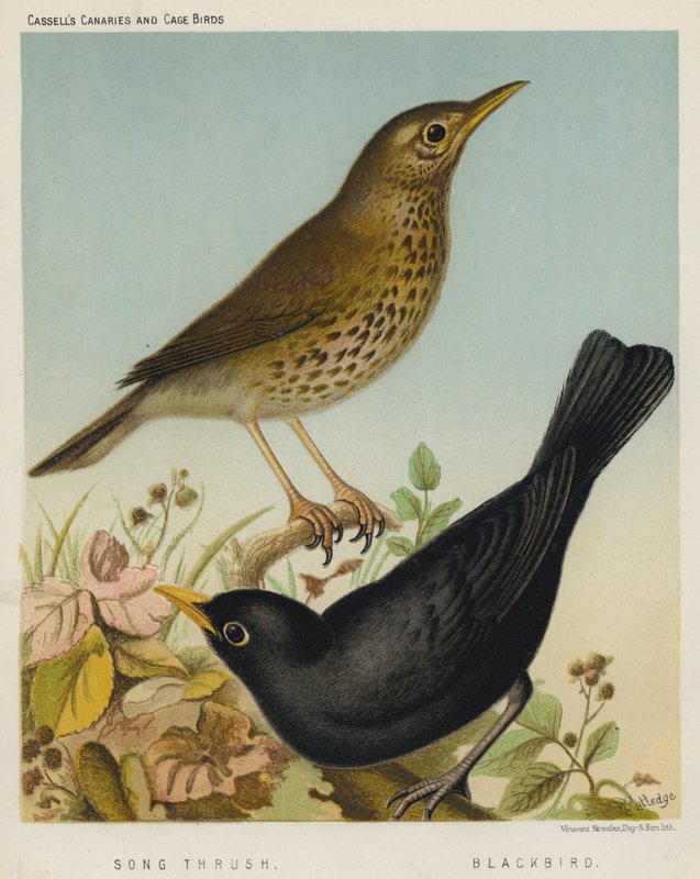 Drozd śpiewak, Blackbird (kolor lito) autorstwa European School