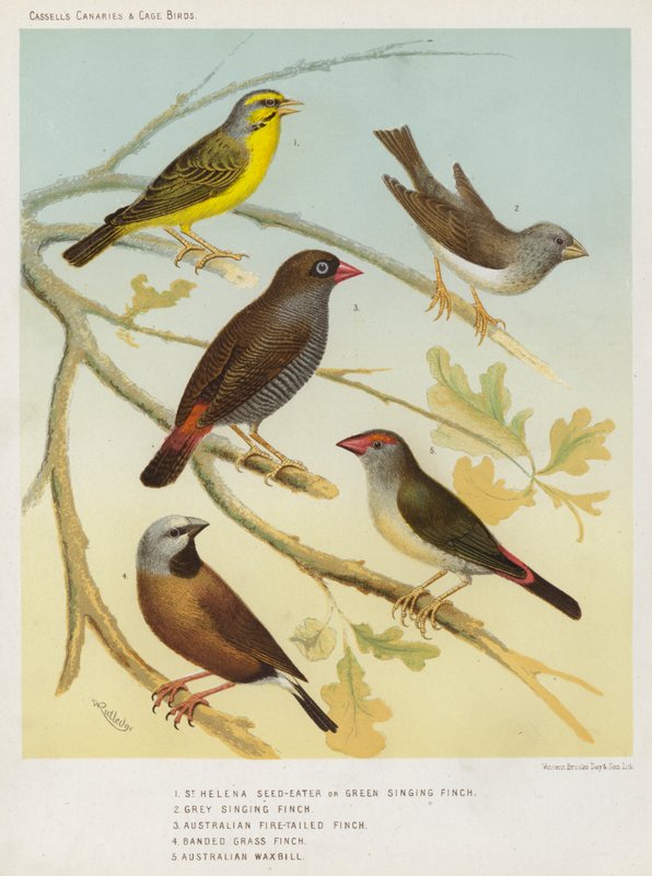 St Helena Seed-Eater lub Green Singing Finch, Grey Singing Finch, Australian Fire-Tailed Finch, Banded Grass Finch, Australian Waxbill (kolorowa litografia) autorstwa European School