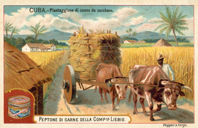 Plantacja trzciny cukrowej, Kuba (chromolitho) autorstwa European School