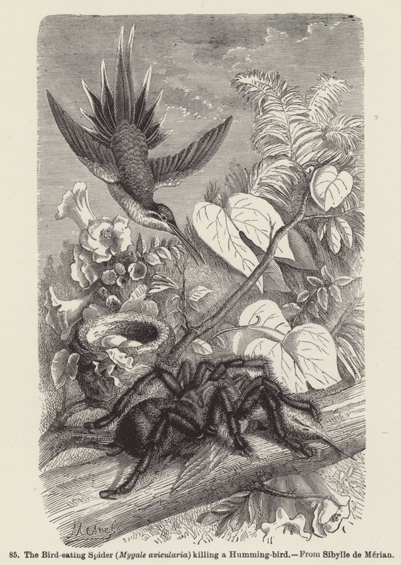Pająk żywiący się ptakami (Mygale avicularia) zabija kolibra (rycina) autorstwa European School