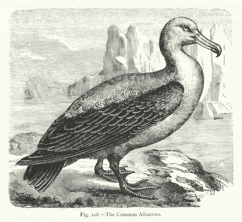 Albatros pospolity (rycina) autorstwa European School