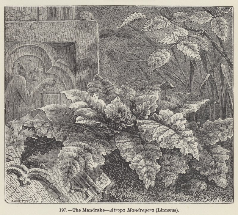 Mandragora, Atropa Mandragora, Linneusz (rycina) autorstwa European School