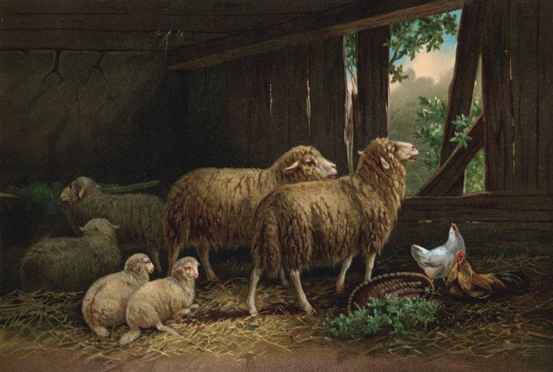 Owczarnia (chromolit) autorstwa European School