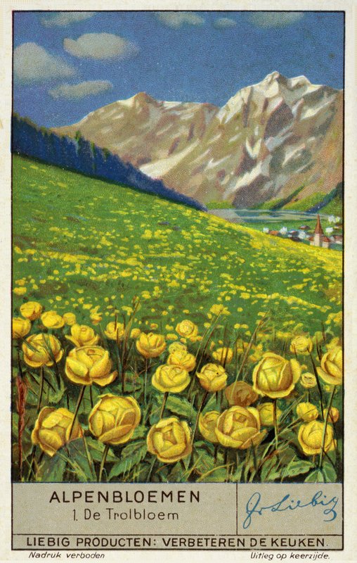 Trollius (globeflower) (chromolitho) autorstwa European School