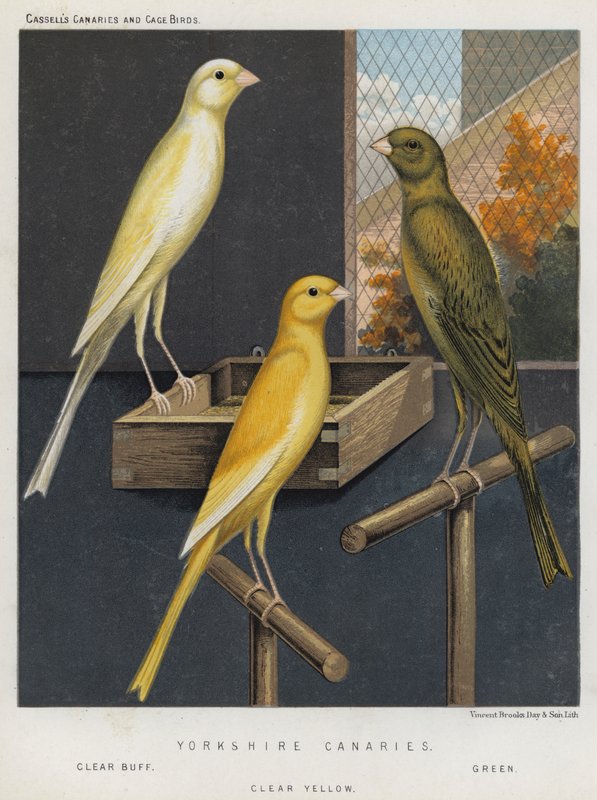 Yorkshire Canaries, Clear Buff, Green, Clear Yellow autorstwa European School