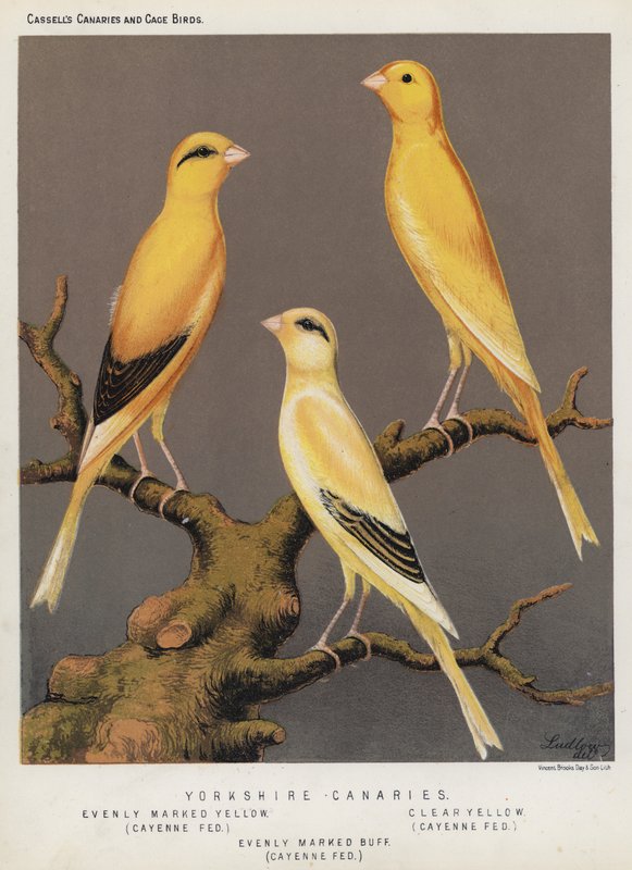 Yorkshire Canaries, równomiernie zaznaczony żółty, z dodatkiem Cayenne, przezroczysty żółty, z dodatkiem Cayenne, równomiernie zaznaczony płowy, z dodatkiem Cayenne (kolor litho) autorstwa European School