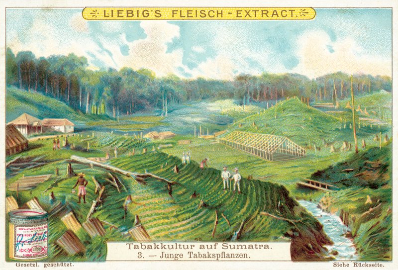 Młode rośliny tytoniu (chromolitho) autorstwa European School