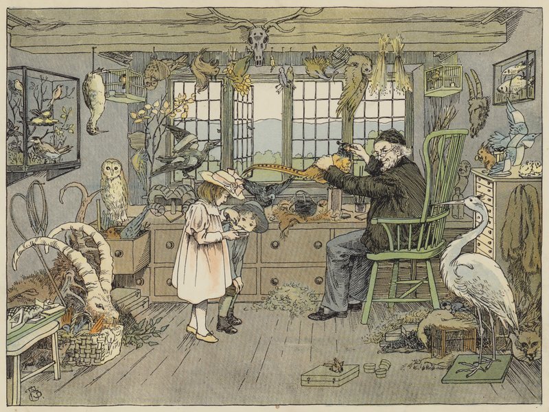 Bird-Stuffer (kolorowa litografia) autorstwa Francis Donkin Bedford