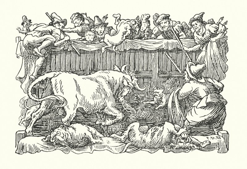 Wesoła Anglia: Wabienie byków (litografia) autorstwa Francis Donkin Bedford