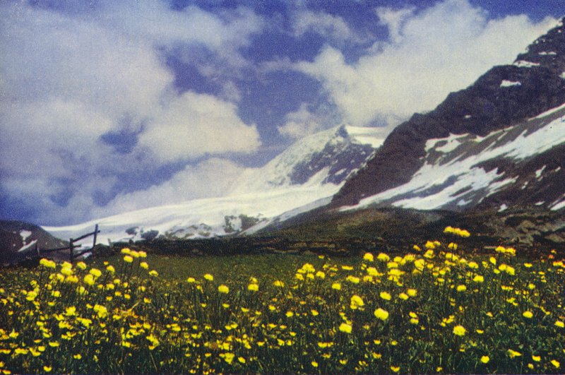 Trollius na przełęczy Simplon (zdjęcie) autorstwa Francis Sydney Smythe