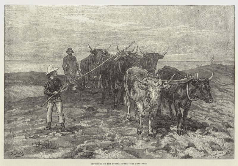 Orka na Sussex Downs autorstwa Frank Dadd