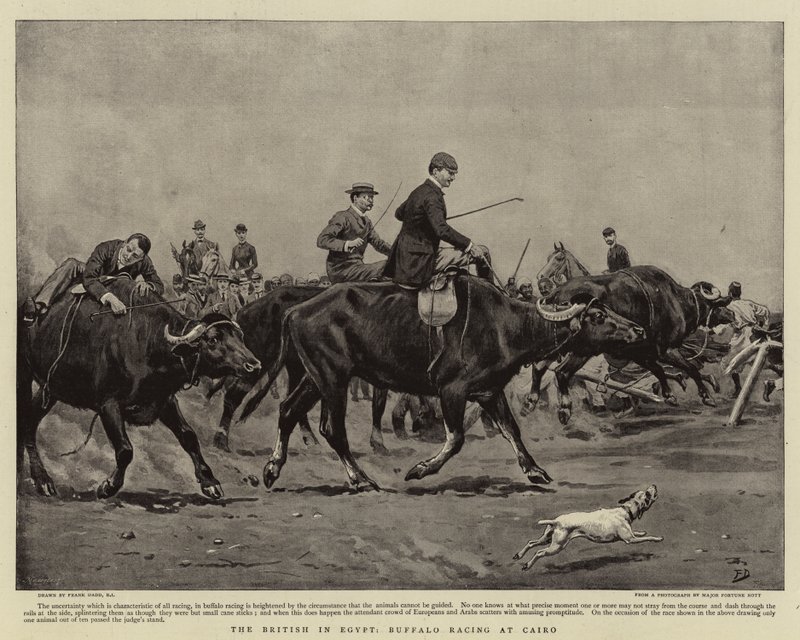 Brytyjczycy w Egipcie, Buffalo Racing w Kairze autorstwa Frank Dadd
