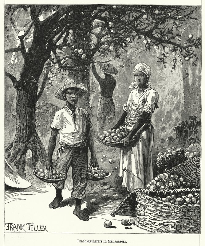 Zbieracze brzoskwini na Madagaskarze (grawerowanie) autorstwa Frank (after) Feller