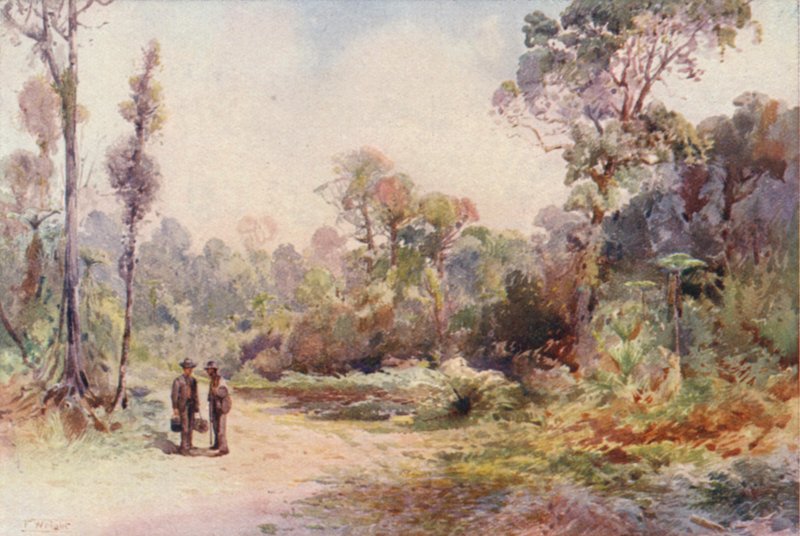 Nowa Zelandia: A Bush Road (kolorowa litografia) autorstwa Frank H Wright