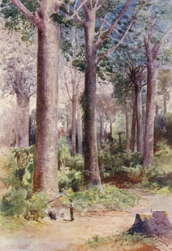Nowa Zelandia: Wśród Kauri (kolorowa litografia) autorstwa Frank H Wright