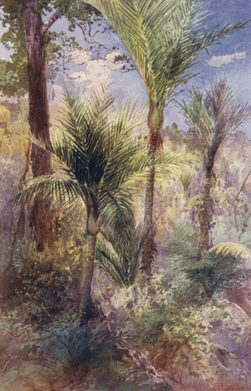 Nowa Zelandia: Nikau Palms (kolorowa litografia) autorstwa Frank H Wright