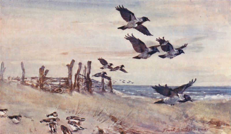 Dzikie życie w Anglii Wschodniej: Autumn Immigrants, Hooded Crows and Snow Buntings (kolorowa litografia) autorstwa Frank Southgate