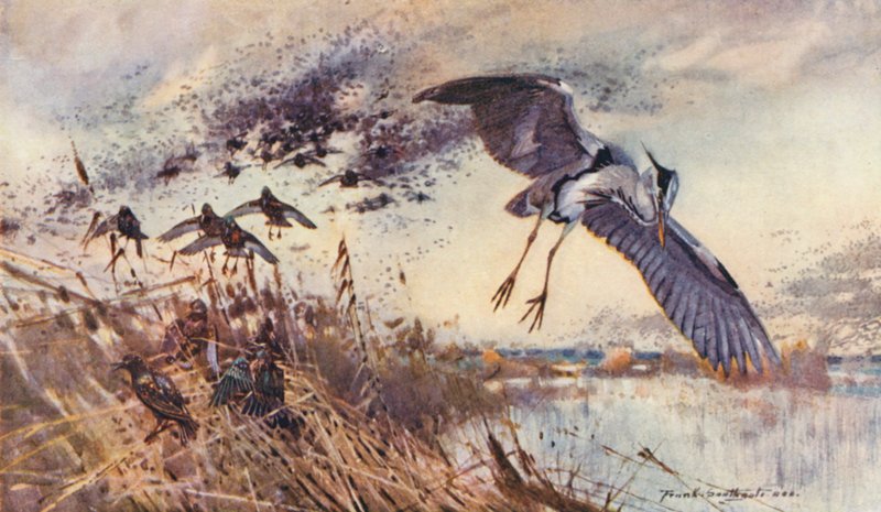 Wild Life in East Anglia: In the Old Fen, Heron and Starlings (kolorowa litografia) autorstwa Frank Southgate