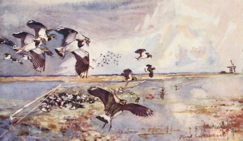 Dzikie życie w Anglii Wschodniej: Plover-Netting (kolorowa litografia) autorstwa Frank Southgate