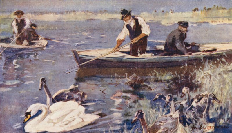 Wild Life in East Anglia: Swan-Upping (kolorowa litografia) autorstwa Frank Southgate