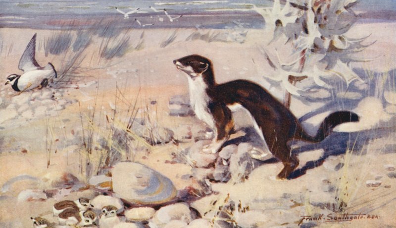 Wild Life in East Anglia: The Ringed Plover