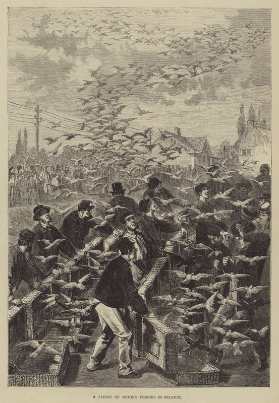 Lot gołębi pocztowych w Belgii autorstwa Frederic Theodore Lix