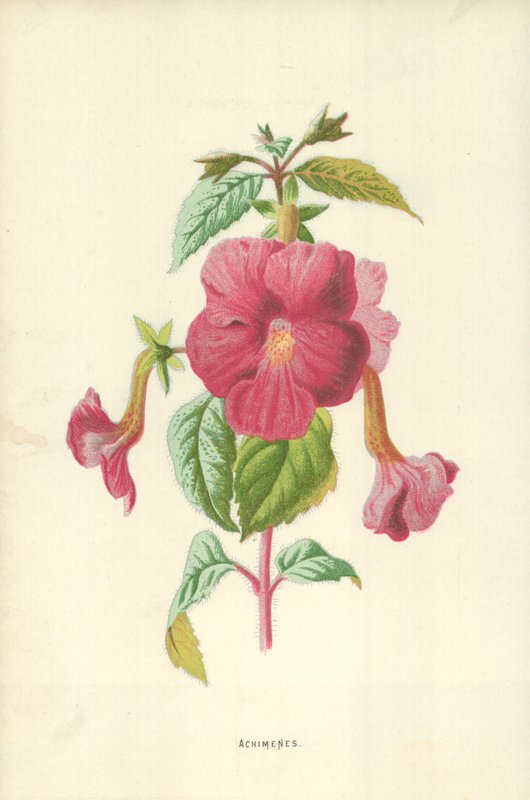 Achimenes autorstwa Frederick Edward Hulme