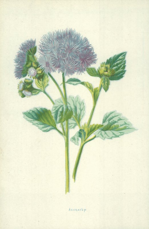 Ageratum autorstwa Frederick Edward Hulme