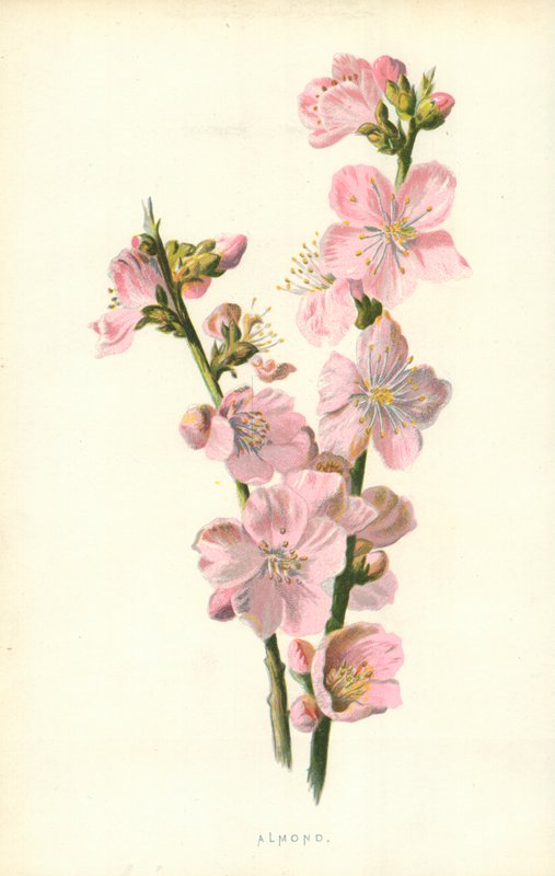 Migdałowy autorstwa Frederick Edward Hulme