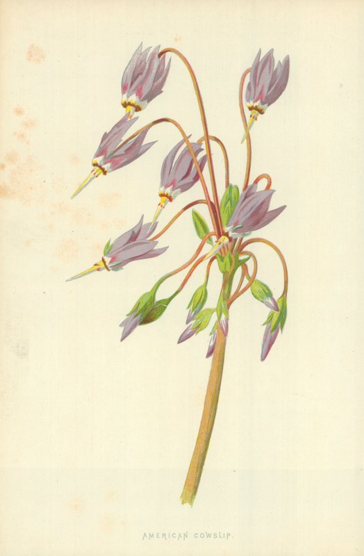 Obrzęk amerykański autorstwa Frederick Edward Hulme