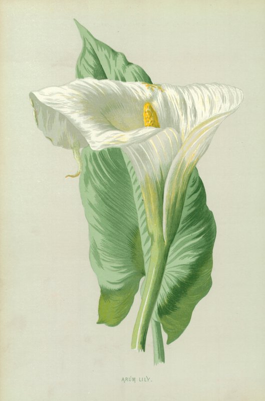 Lilia Arum autorstwa Frederick Edward Hulme