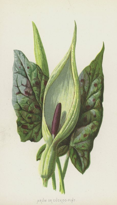 Arum lub kukułka (chromolitho) autorstwa Frederick Edward Hulme