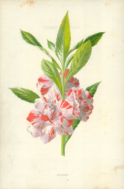 Balsam autorstwa Frederick Edward Hulme