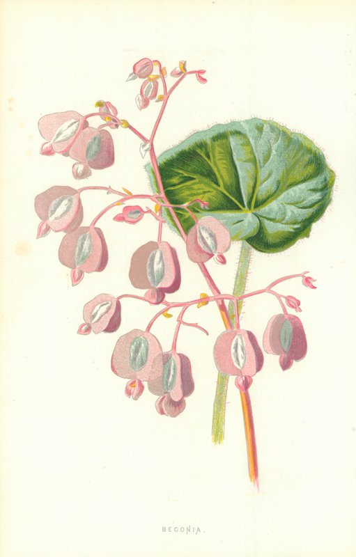 Begonia autorstwa Frederick Edward Hulme