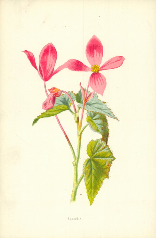 Begonia autorstwa Frederick Edward Hulme