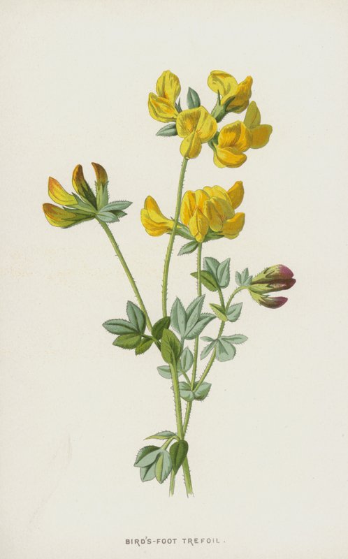 Koniczynka ptasia (chromolitho) autorstwa Frederick Edward Hulme