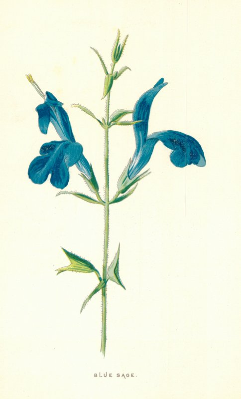 Błękitna Szałwia autorstwa Frederick Edward Hulme