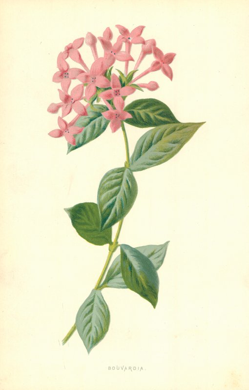 Bouvardia autorstwa Frederick Edward Hulme